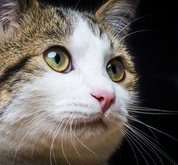 a cat portrait close up