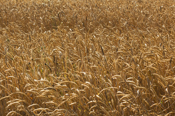 Wheat field