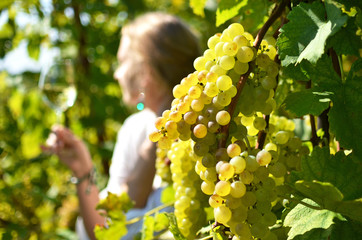 Girl tasting white wine among vineyards. Lavaux, Switzerland