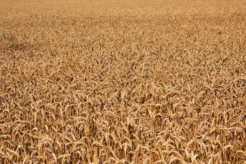 Wheat field