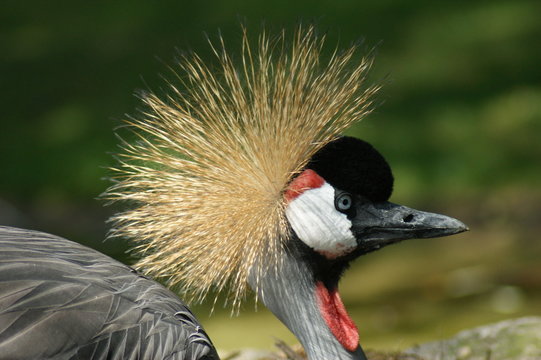 Paradiesvogel