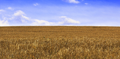 Wheat field against a blue sky