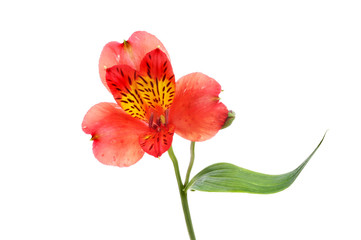 Alstroemeria