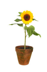 Sunflower in pot