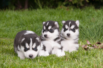 Husky Welpen