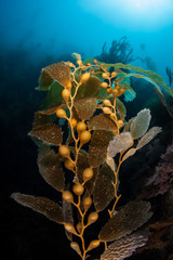 Giant Kelp Detail