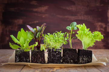 Vegetable seedlings. Selective focus.