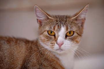 Portrait of a cat with yellow eyes.