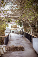 Walkway with columns and trees
