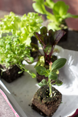 Vegetable seedlings. Selective focus.