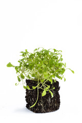little arugula seedling, isolatetd on white