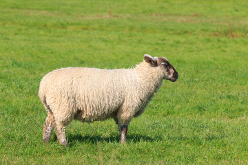 Woolly sheep standing in the pasture