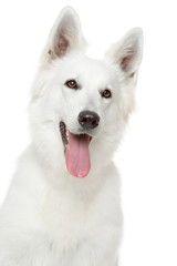 Swiss Shepherd dog on white background