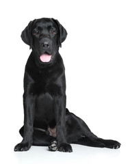 Black Labrador puppy