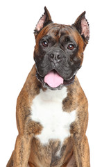 Close-up of Boxer dog