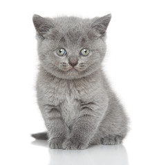 Portrait of British shorthair kitten