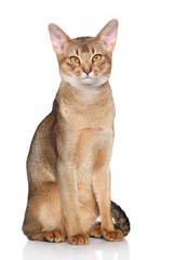 Abyssinian cat