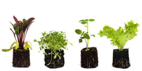isolated seedling on white background