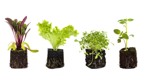isolated seedling on white background