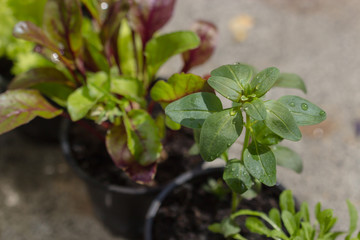 Vegetable seedlings. Selective focus
