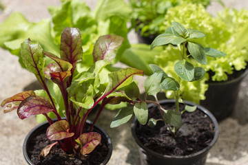 Vegetable seedlings. Selective focus