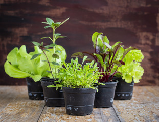 vegetable seedlings on rustic wooden table.