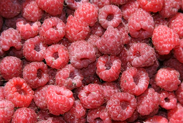Fruit garden berries, Siberian red raspberries
