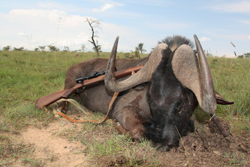 Trophy African antelopes of the black wildebeest with a rifle