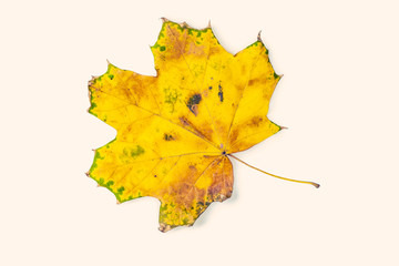 beautiful colorful autumn leaves