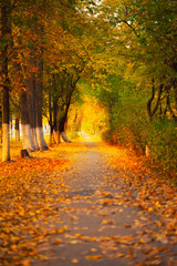 Colorful foliage in the autumn park