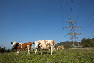 Obraz premium Cows on pasture, next to high electricty pylon