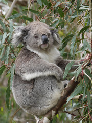 Koala (Phascolarctos cinereus) in an Eucalyptus tree