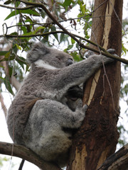 Koala (Phascolarctos cinereus) in an Eucalyptus tree