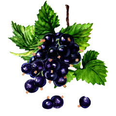 Branch of black currant on a white background.