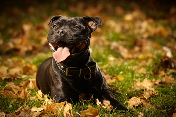 Staffordshire bull terrier posing like a model
