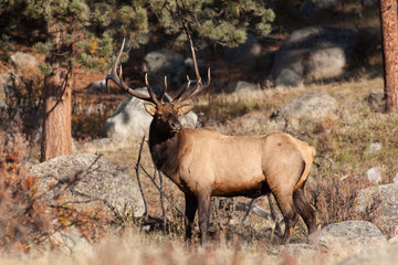 Bull Elk
