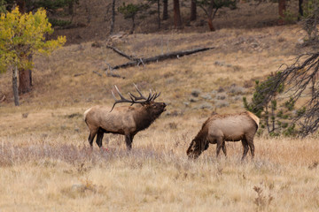Obraz premium Bull Elk Bugling at Cow in Rut