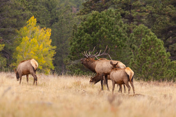 Elk Herd in Rut
