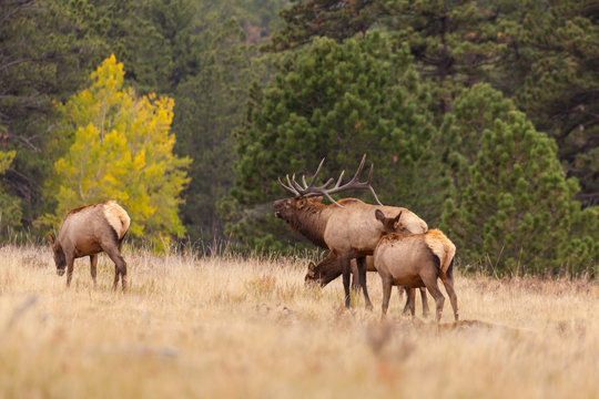 Elk Herd In Rut