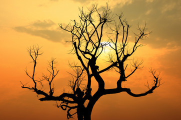 Obraz premium silhouette of tree branches at sunset