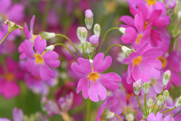 Fototapeta premium Garden