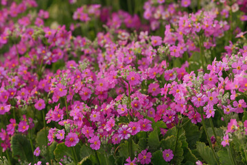 Fototapeta premium Garden