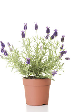 Lawender flower in a pot