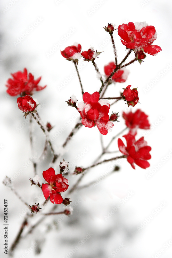 Wall mural snow on the red flowers