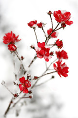 Fototapeta na wymiar snow on the red flowers