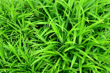 green and fresh grass as background