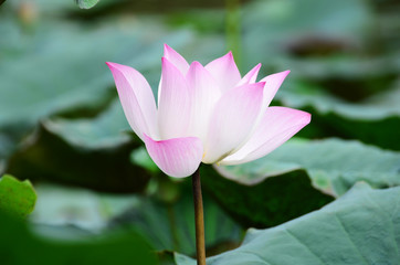 Pink Lotus Flower