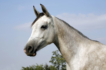 Fototapeta na wymiar Arabian gray horse standing in corral at summertime