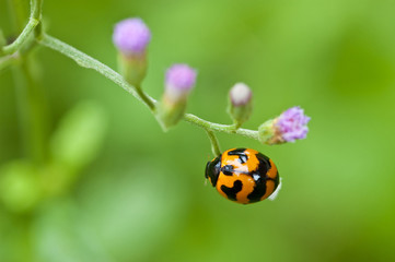 ladybug on green leaf
