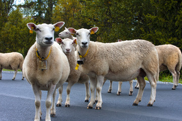 Obraz premium ewe